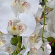 Fehér színű mű orchidea, 130 cm