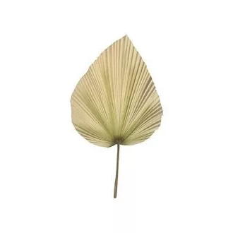 Művirág, szárított pálmalevél, 104 cm