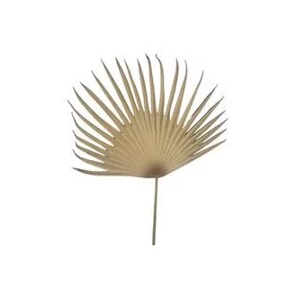 Művirág, szárított pálmalevél, 89 cm